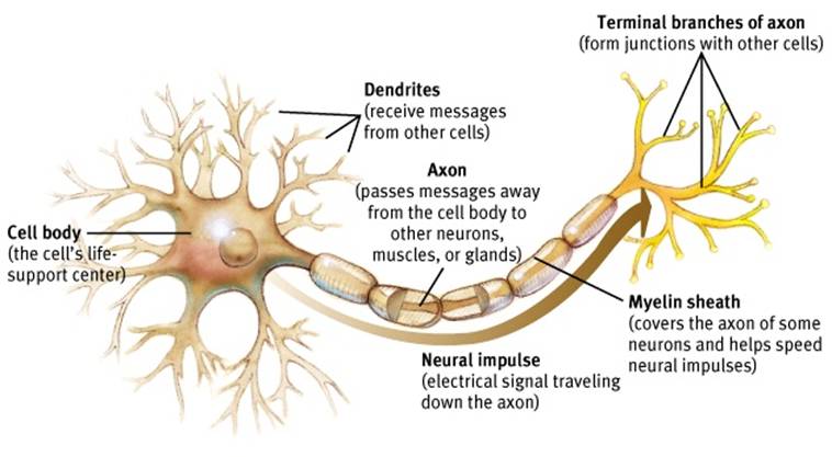 neuron